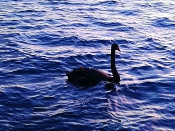 Swan swimming in sea