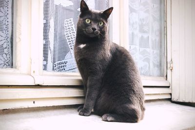 Close-up of cat sitting on window sill at home