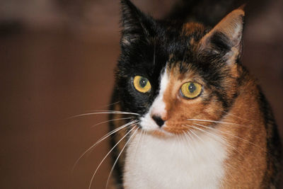 Close-up portrait of a cat