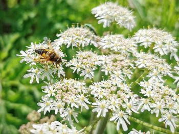 Close-up of bee on white flower