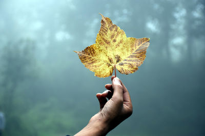 Person holding maple leaf