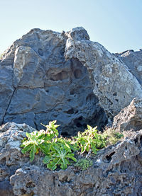 Close-up of plants growing on rock against sky