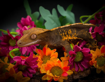 Close-up of lizard