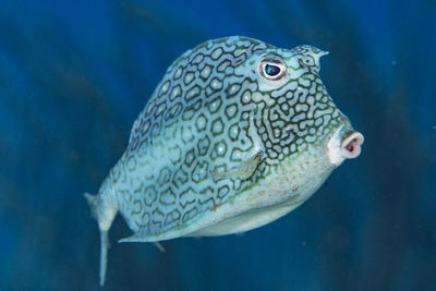 A honeycomb cowfish in the ocean in bonaire, the netherlands. acanthostracion polygonius