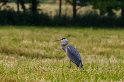 Bird perching on a field