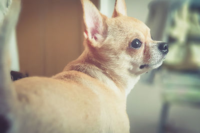 Close-up of a dog looking away at home