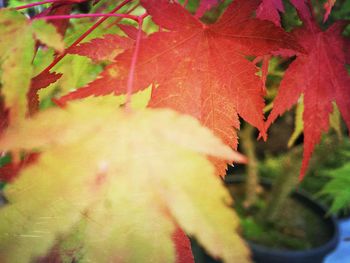 Extreme close-up of leaves