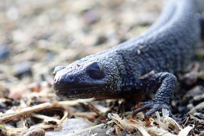 Close-up of lizard on land