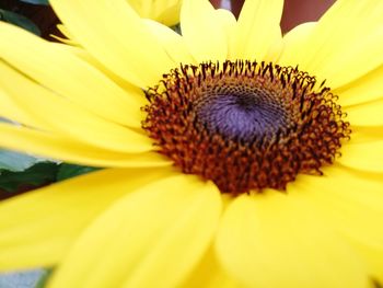 Close-up of yellow sunflower