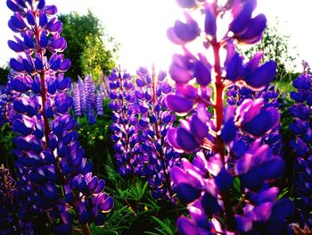 Close-up of purple flowers blooming outdoors