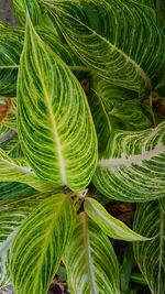 Full frame shot of fresh green leaves