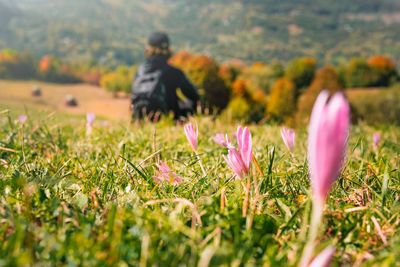 Hiker resting by flowering crocus plants on field during autumn