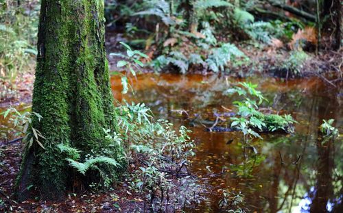 Close-up of tree trunk in forest