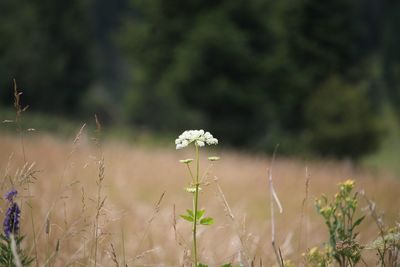 Close-up of flowers against blurred background