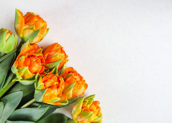 Close-up of orange rose flower against white background