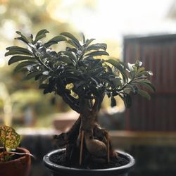 bonsai