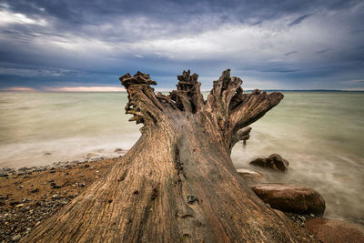 Close-up of tree stump