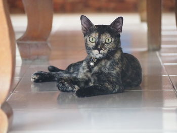 Portrait of cat sitting on floor