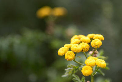 Close-up of yellow flowers