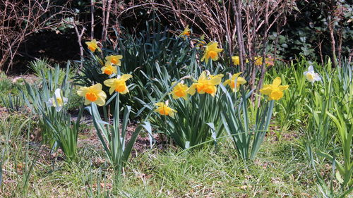 Yellow flowers blooming in field