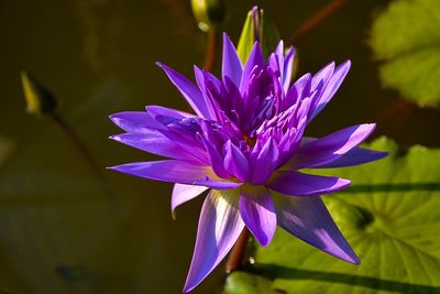 Close-up of purple crocus blooming outdoors