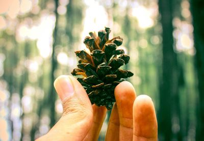 Close-up of hand holding plant against blurred background