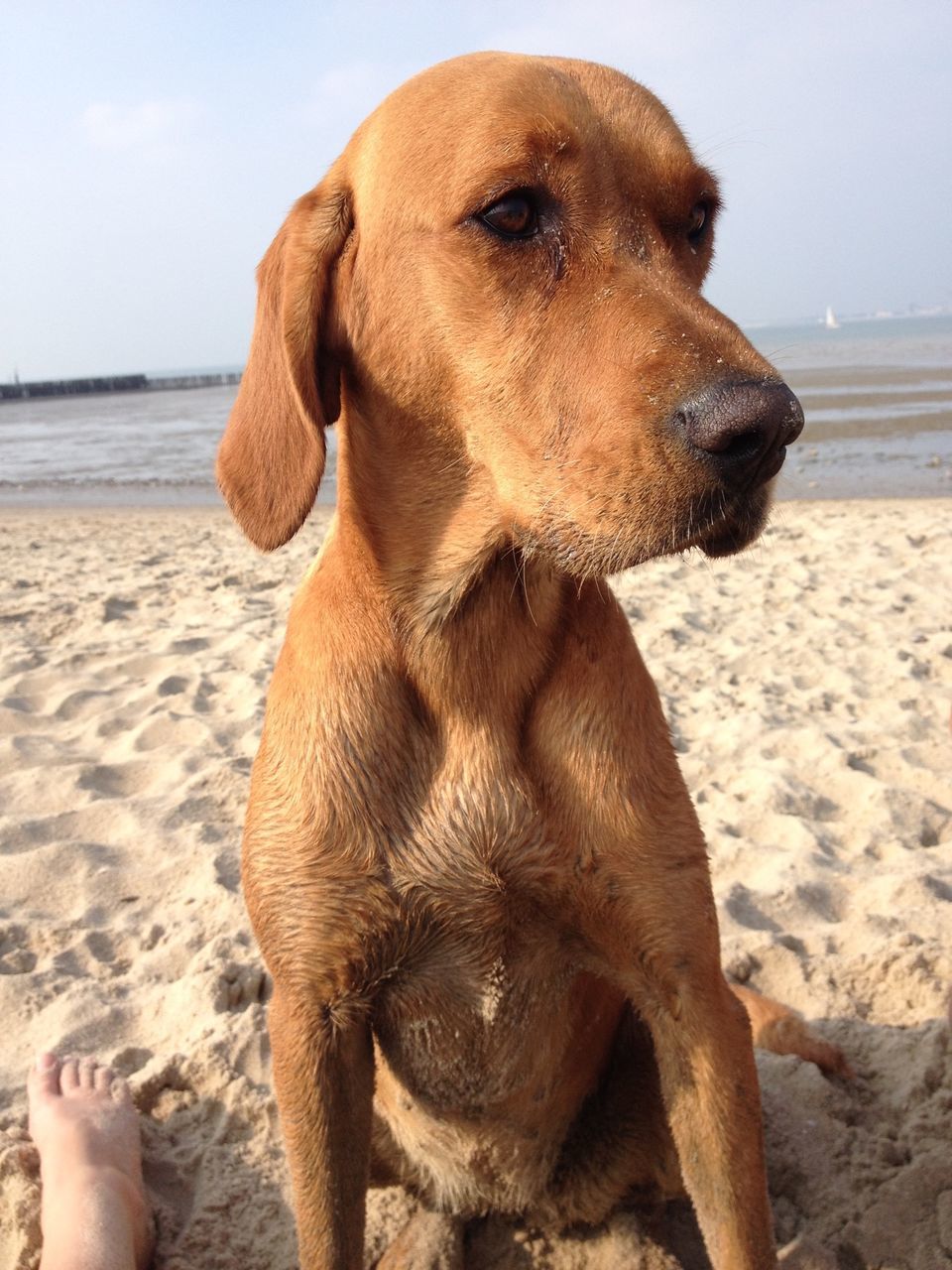 beach, dog, animal themes, one animal, mammal, domestic animals, sea, pets, sand, shore, horizon over water, relaxation, water, sky, focus on foreground, close-up, nature, day, sitting, animal head