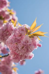 Close-up of pink cherry blossoms in spring