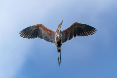 bird