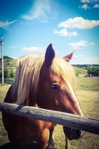 Horse in ranch