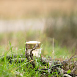 Close-up of a mushroom on field