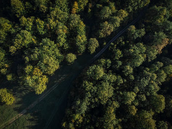 High angle view of trees in forest