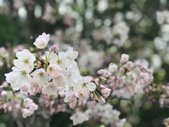 Close-up of cherry blossoms in spring