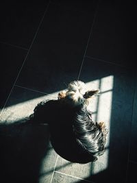 one animal