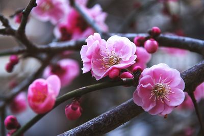 Close-up of pink flowers blooming on tree