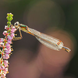 Close-up of damselfly pollinating flowers