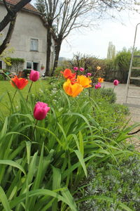Tulips blooming in backyard