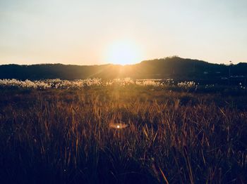 Scenic view of field against sky during sunset