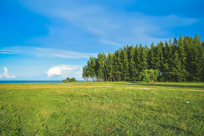 Trees on field against sky