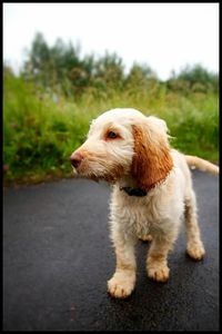 Dog looking away