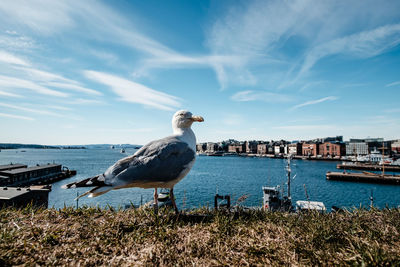 Seagull perching on grassy field by sea against blue sky