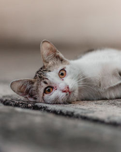 Close-up portrait of a cat lying on floor