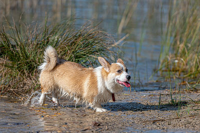 Welsh corgi pembroke on the sandy beach, wet dog