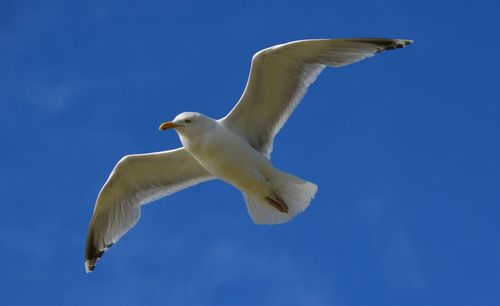 Low angle view of seagull flying against clear blue sky