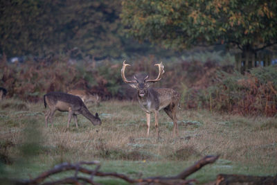 Deer standing in a field