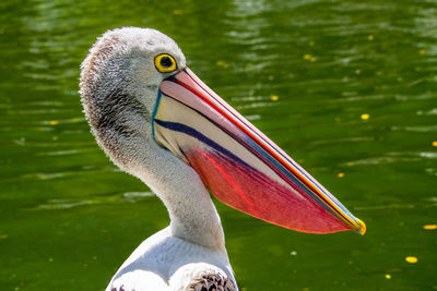 Close-up of a bird