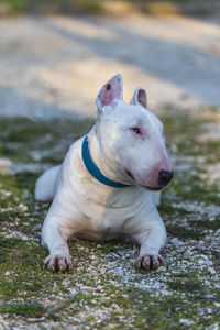 White dog looking away on field