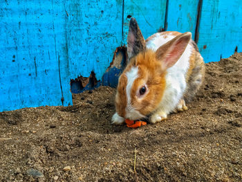 Bunny or hare or rabbit with the blue wooden wall background on the sand 