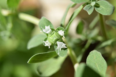 Close-up of plant