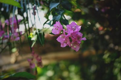 Close-up of pink flowering plant